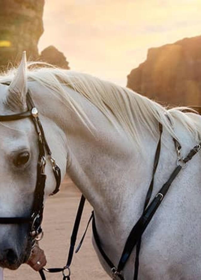 فعاليات ساحرة بانتظاركم في أحضان العلا.. إليكم قائمة بأحدث الفعاليات