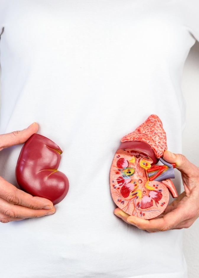 ما هي أسباب ارتفاع البولينا وما هي المضاعفات