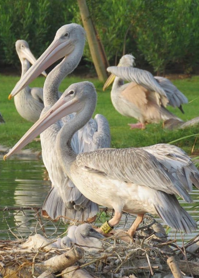 محمية واسط الطبيعية وأجواء خلابة - المكتب الإعلامي لحكومة الشارقة