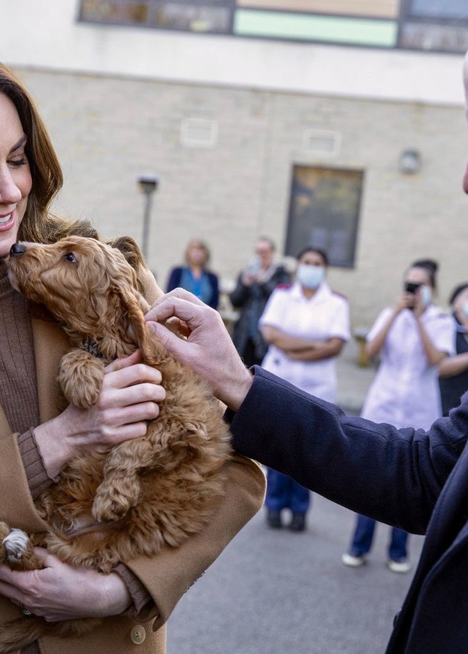 كيت وويليام يقابلان جرو صغير من فصيلة كوكابو cockapoo يٌدعى ألفي Alfie 