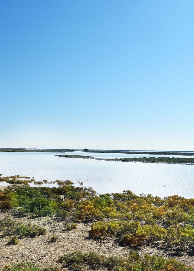 شاطئ القرم.. أجواء خلابة لعشاق الطبيعة والرياضات البحرية بالإمارات