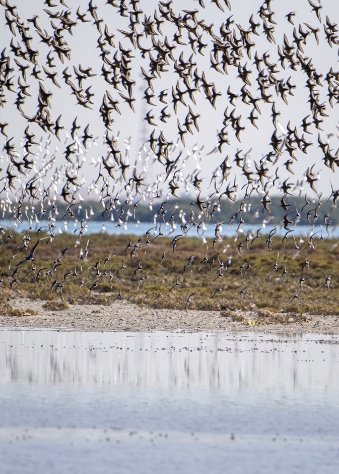 أم القيوين.. سواحل خلابة ومحميات طبيعية تأسر قلوب المغامرين