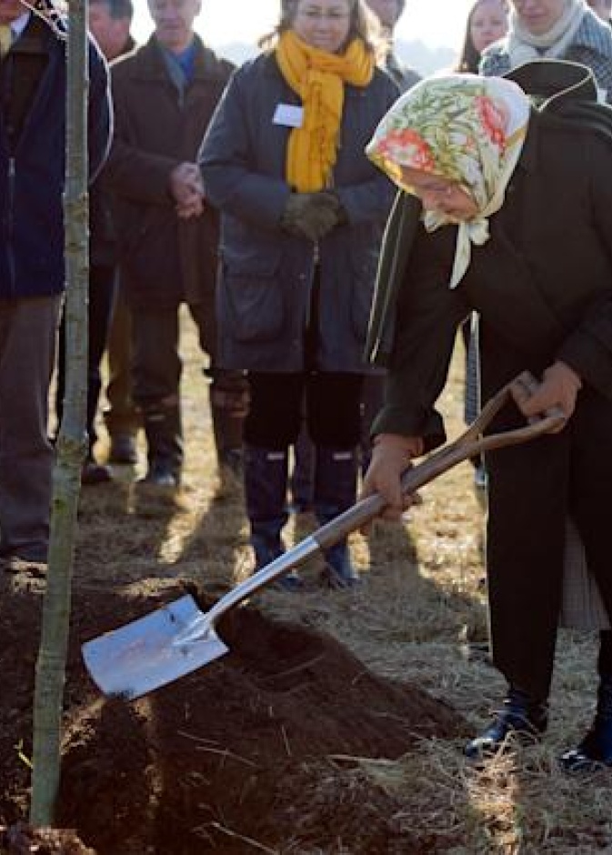 زراعة عشرات الآلاف من الأشجار الجديدة بمناسبة اليوبيل البلاتيني للملكة