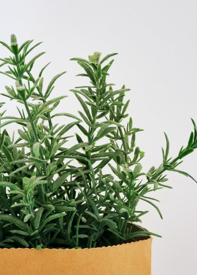 تأثير إكليل الجبل على مرضى فيروس كورونا