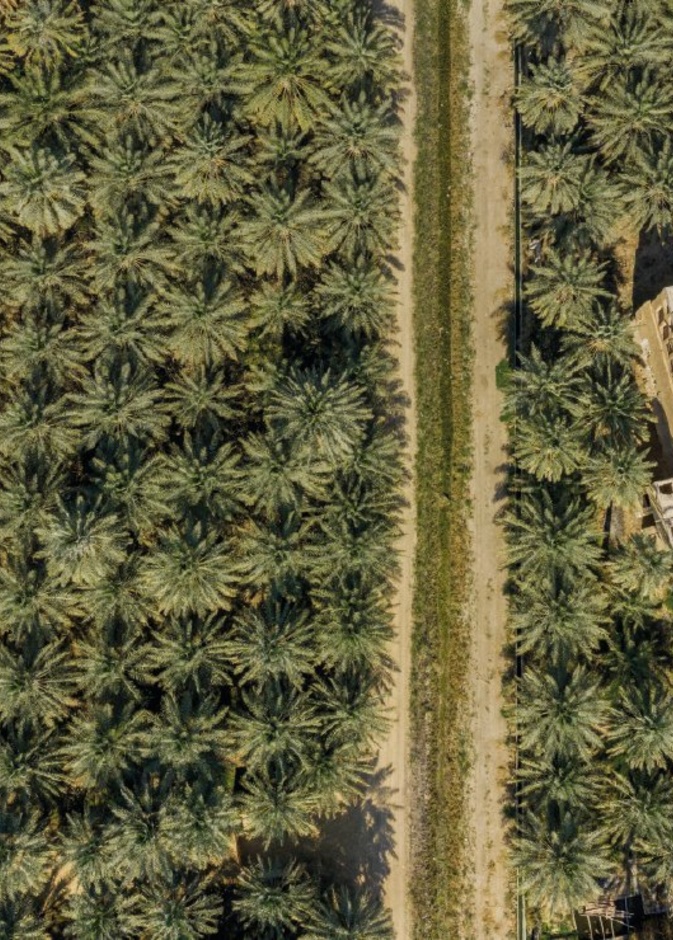 واحة النخيل بالأحساء - المصدر الثقافة السعودية