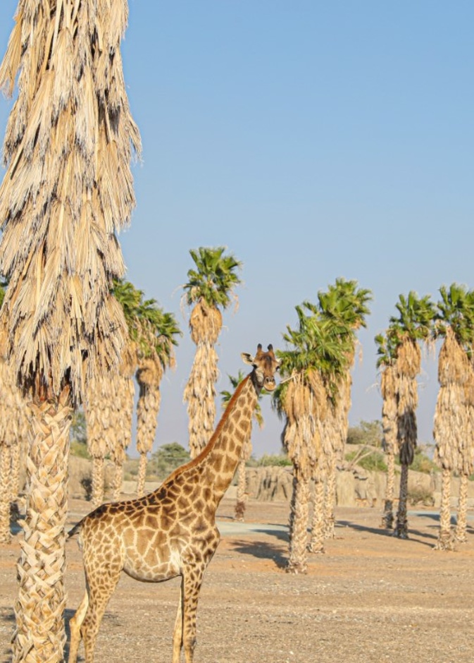 سفاري الشارقة.. تجربة ساحرة لعشاق المغامرة تحاكي أدغال أفريقيا - المصدر وام 