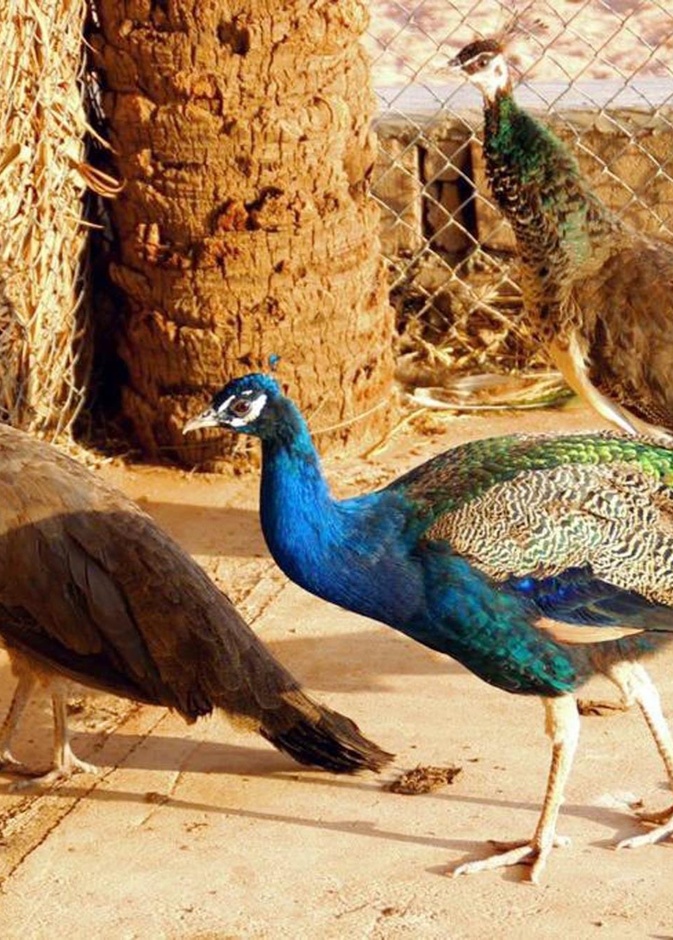 المنتزه البري في محافظة السليمي.. محمية طبيعية ساحرة في أحضان الجبال