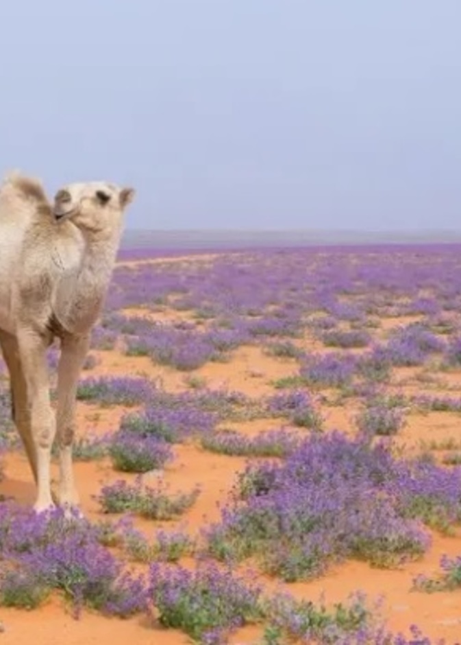 درب القوافل.. رحلة ساحرة في نجد القديمة وتاريخها الأًصيل