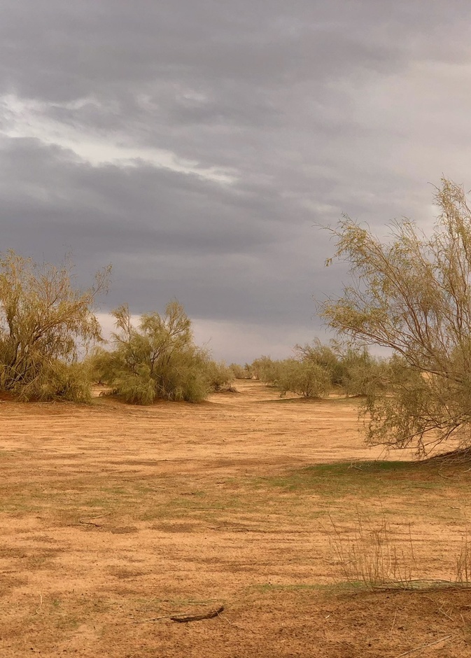 متنزهات الغضا الخلابة.. فنون صخرية وأجواء تأسر القلوب في عنيزة