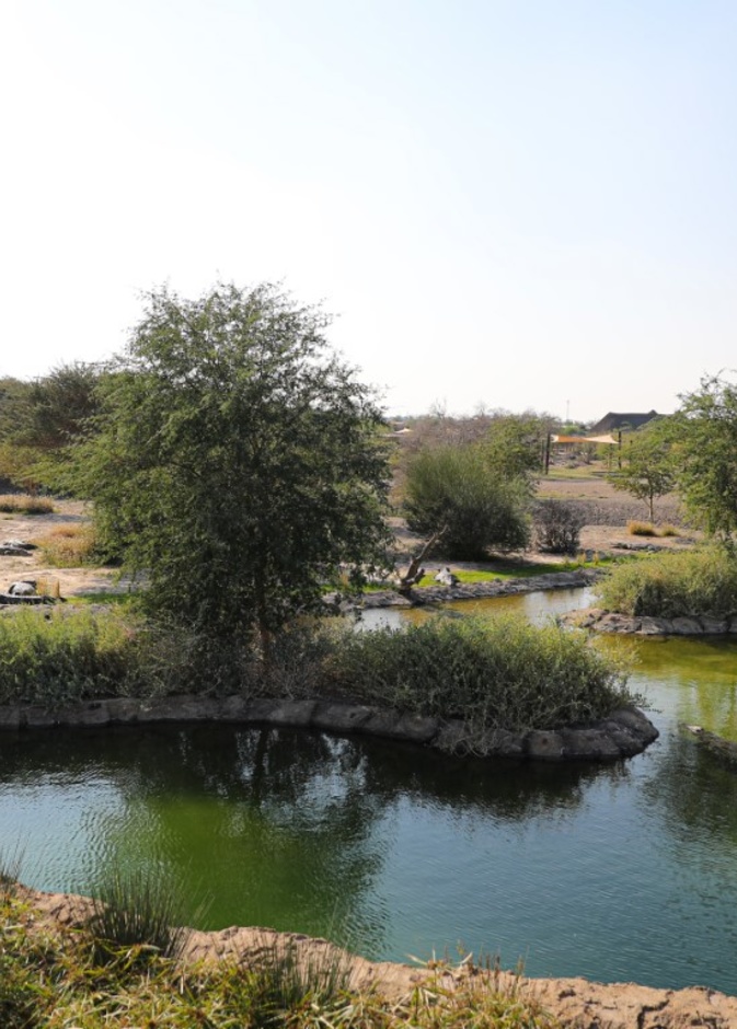 تجربة ساحرة في الأدغال.. الآلاف يزورون "سفاري الشارقة" في شهره الأول