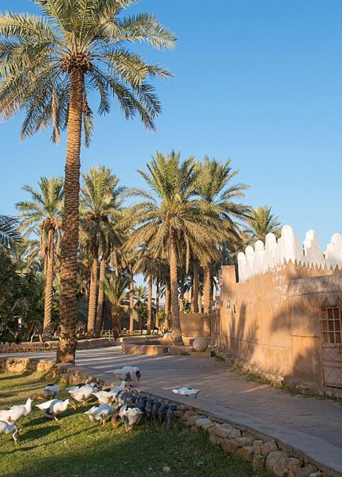 مزارع القصيم الساحرة.. تجربة ريفية لا تنسى في أحضان الطبيعة