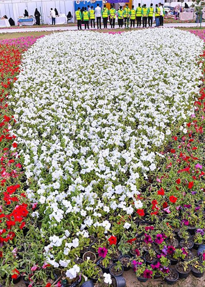 تجربة ساحرة وأكثر من نصف مليون زهرة في مهرجان الزهور الثاني بالقطيف