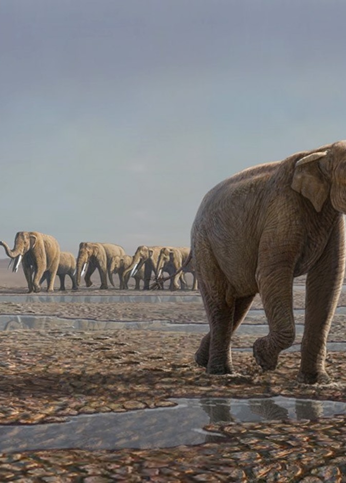 ممر الأفيال في مليسه.. تجربة أثرية إماراتية ساحرة في عصور ما قبل التاريخ