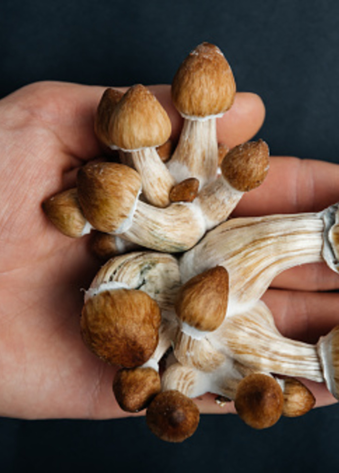 دراسة تكشف عن نوع من الفطر يعالج الاكتئاب