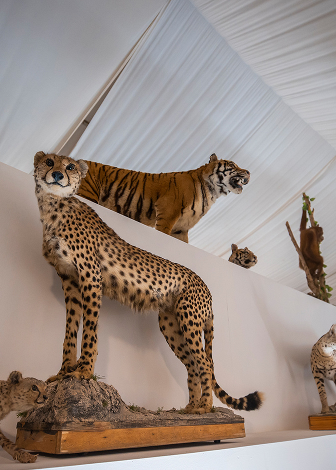 أكثر من 200 حيوان محنط في "متحف المحنطات" في "جدة جنغل"