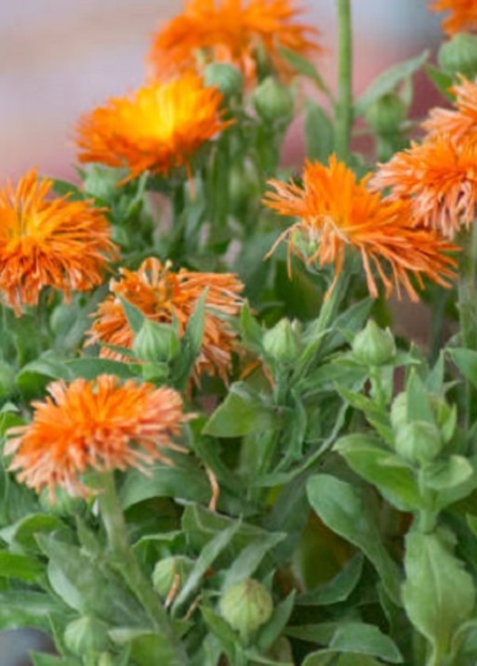 ماهو العصفر وما فوائده الصحية