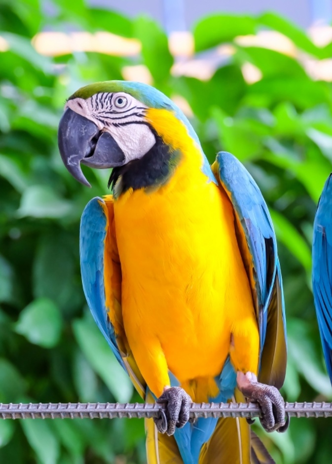 طير الببغاء لطيف وسريع البديهة وهو بالتالي الحيوان الأليف المثالي للجوزاء