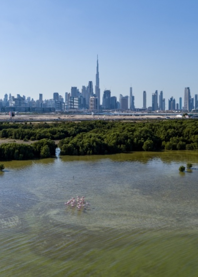 محمية راس الخور للحياة البرية.. ملاذ طبيعي مذهل في دبي