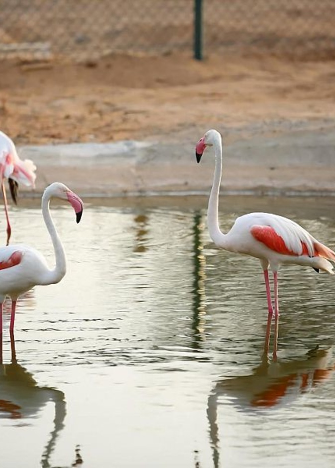 عش أجواء المغامرة في الأدغال مع تجربة "سفاري" في موسم جدة