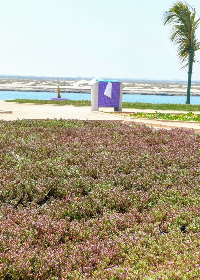 حديقة النباتات الملحية في أبوظبي.. تجربة ساحرة لعشاق الطبيعة في أبوظبي 