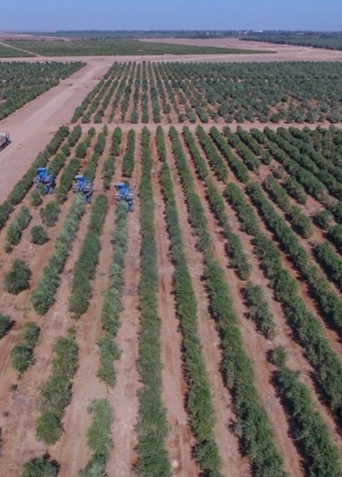 أكبر مزرعة زيتون حديثة - المصدر واس