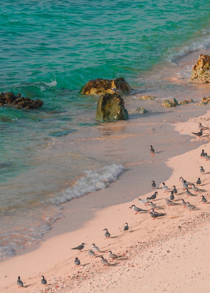 جزيرة صير بو نعير ..الملاذ الآمن لنوادر الكائنات الحية- المصدر وام 