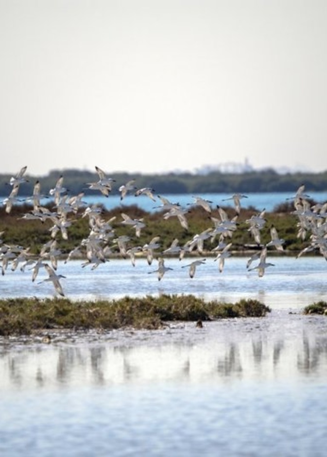 مناظر طبيعية خلابة في محمية السينية- المصدر وكالة أنباء الإمارات