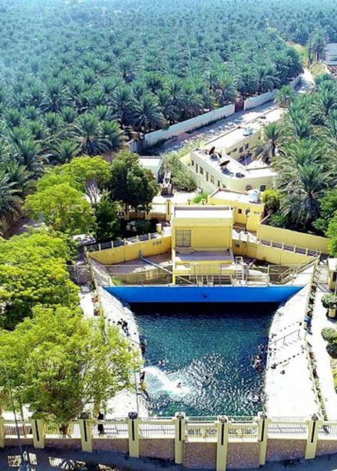 2.5 مليون نخلة تزيّن واحة الأحساء- المصدر واس