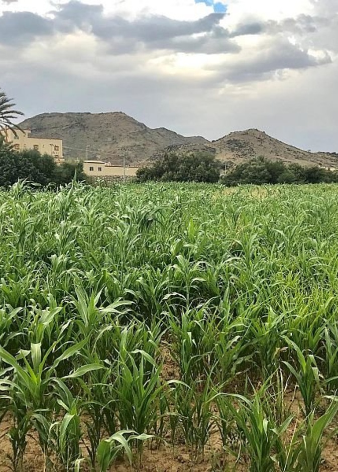 جنة خضراء تأسر قلوب الزائرين بجمال طبيعتها في وادي العرين- المصدر واس