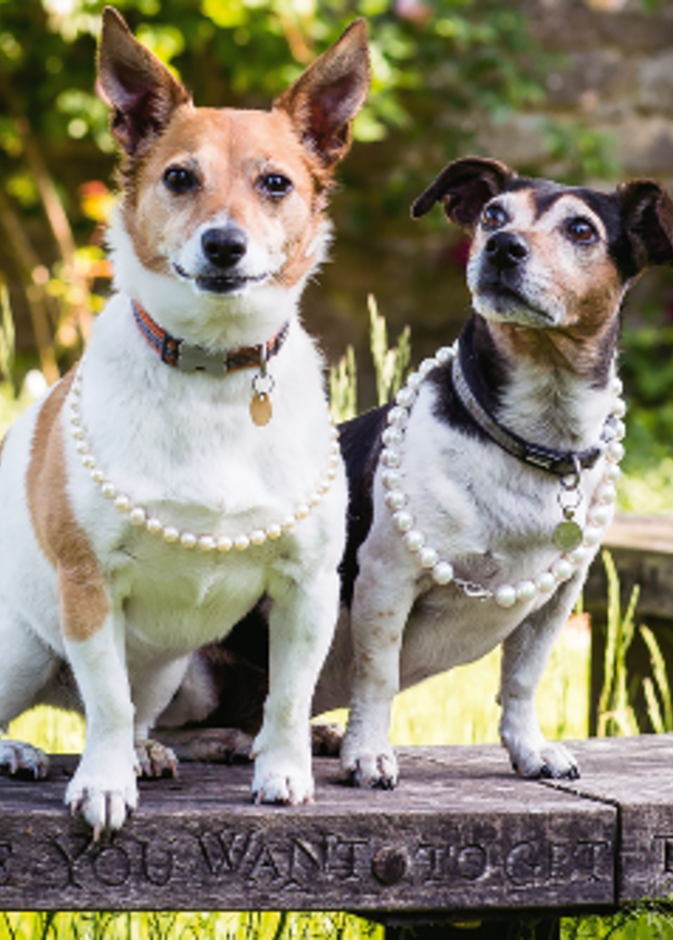 كلاب كاميلا باركر ترتدي قلادات من اللؤلؤ الفاخر