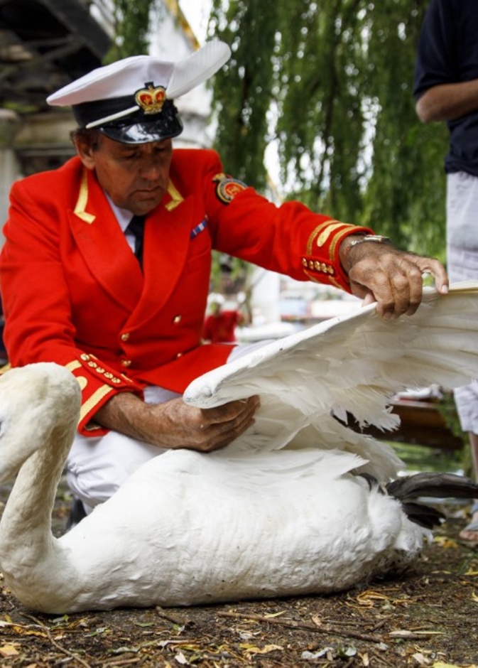 كيف يهتم حراس ملكة بريطانيا ببجع نهر التايمز؟ 