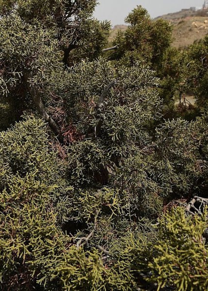 أشجار العرعر والنباتات العطرية تزينُ قممَ جبال السروات.. إليكم تجارب 5 ساحرة