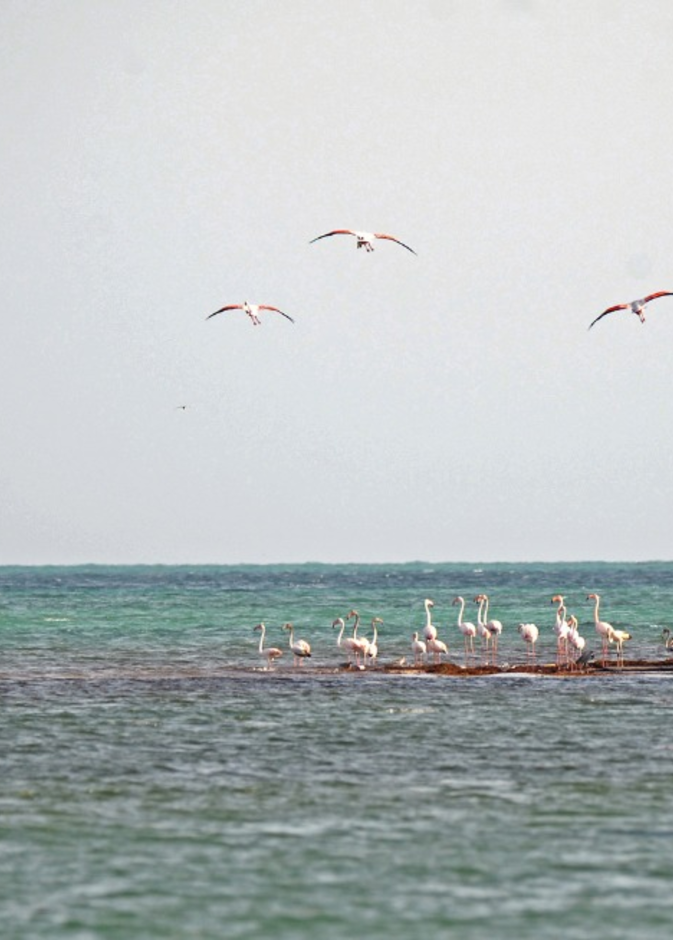هيئة التراث تستعرض تنفيذ الخطة الحقلية لمسح التراث المغمور على ساحل البحر الأحمر