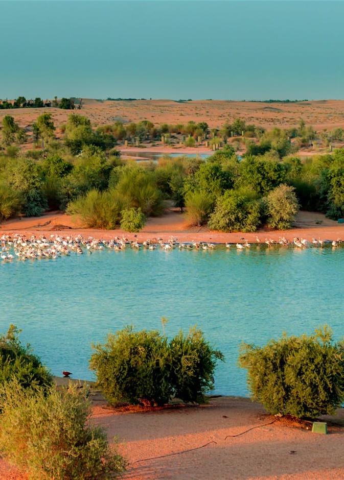 جانب من بحيرة الحب في دبي