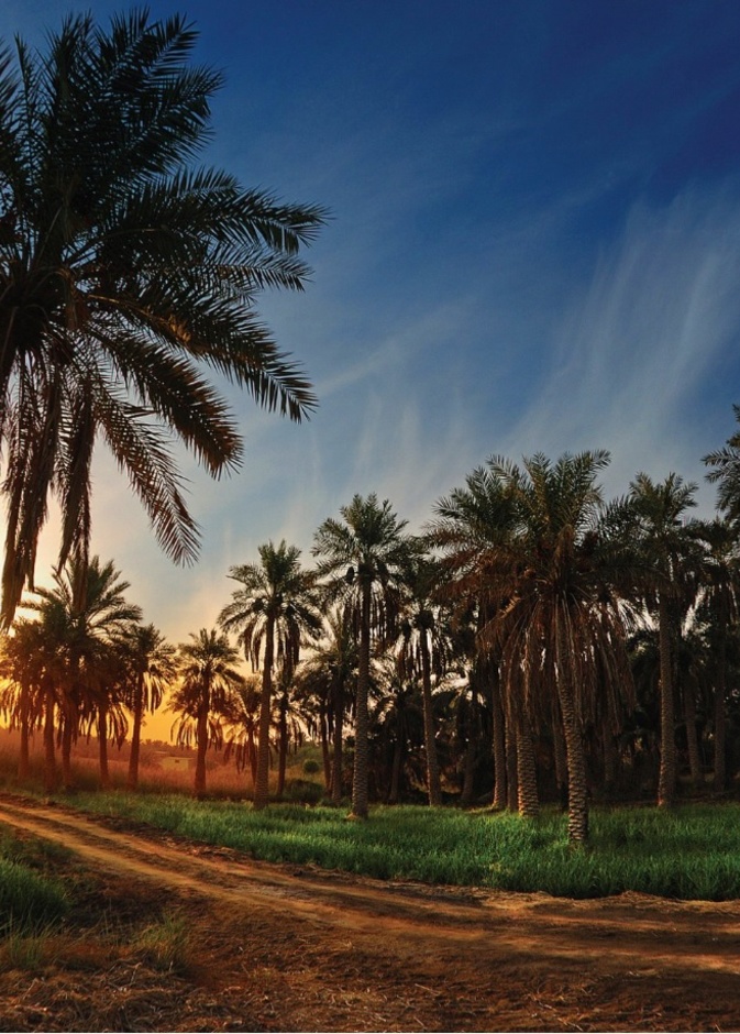 أجمل لقطات غروب الشمس في المملكة