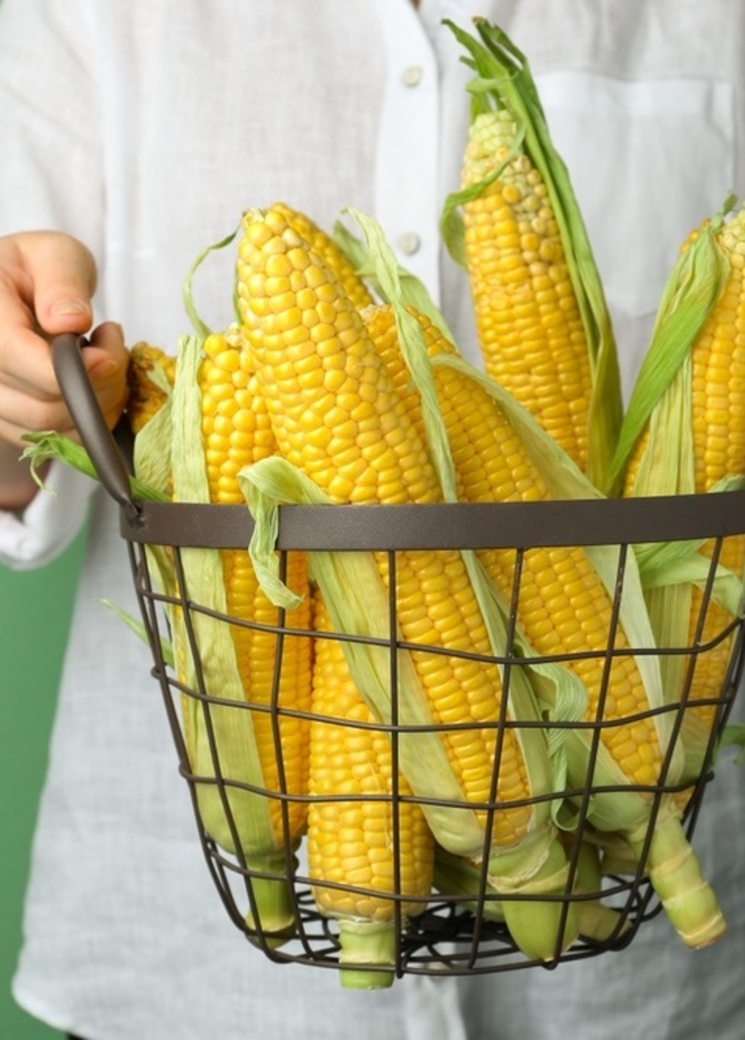 الذرة الصفراء مفيدة للصحة والبشرة بشرط الاعتدال في تناولها