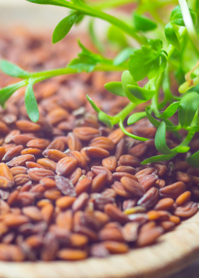 كيف يساعدك حب الرشاد على زيادة الوزن