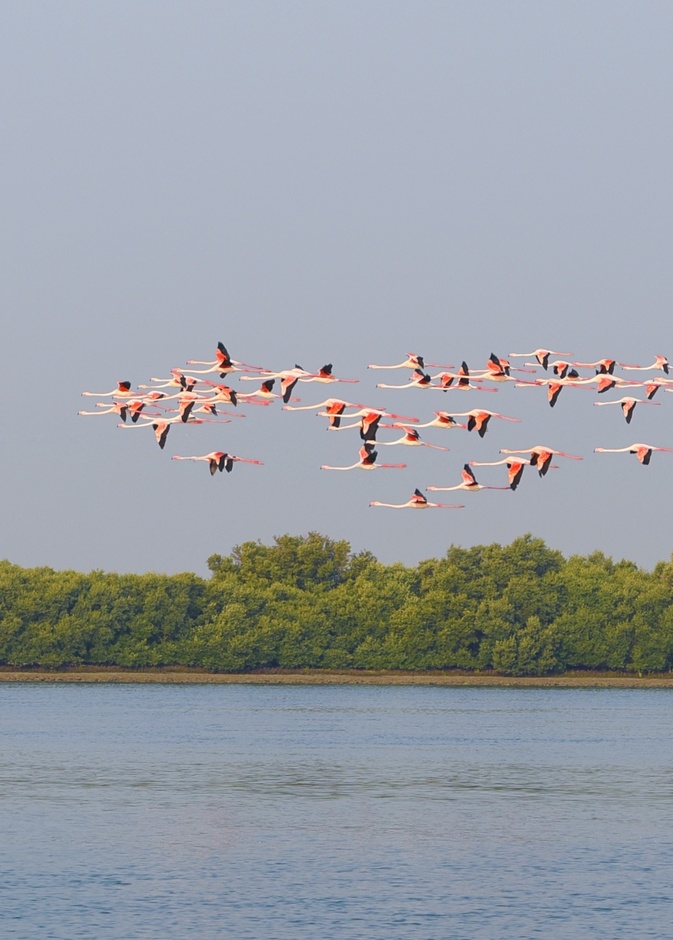  طيور الفلامنجو تزيد من روعة المحميات الطبيعية في الإمارات