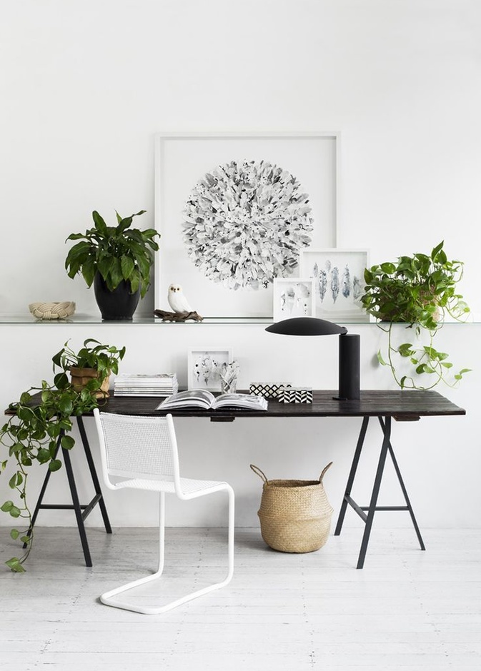 أحواض نباتات تزيين مكاتب منزلية