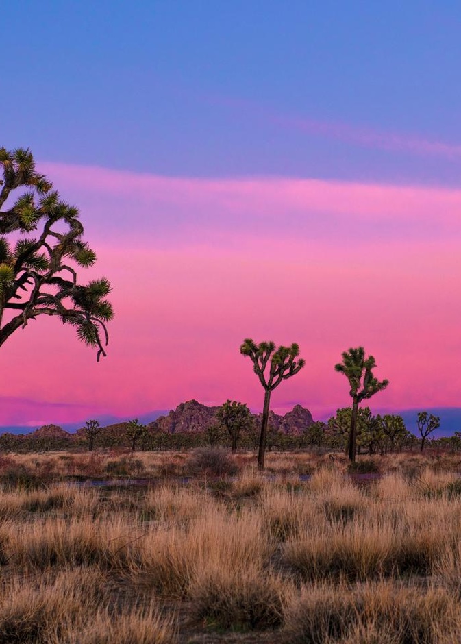 حديقة جوشوا تري الوطنية Joshua Tree National Park
