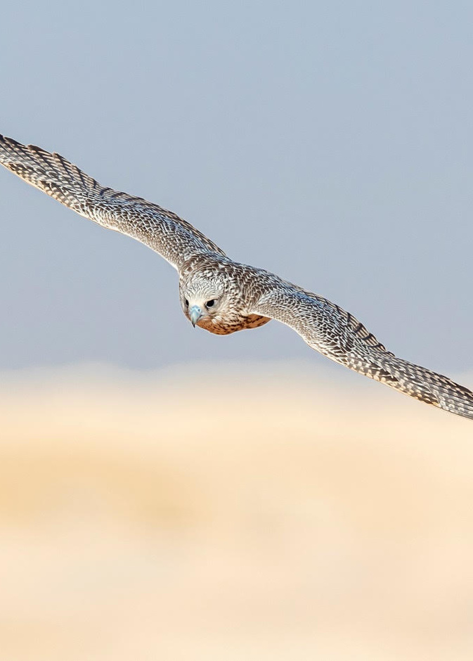 الهيئة الملكية لمحافظة العلا ونادي الصقور السعودي يطلقان النسخة الأولى من مسابقة كأس العلا للصقور