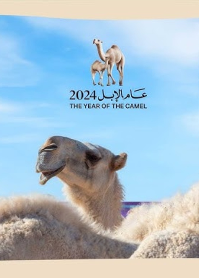 عام الإبل 2024 كل عام بهوية ثقافية مميزة وأصيلة.. لماذا يتم تسمية الأعوام السعودية