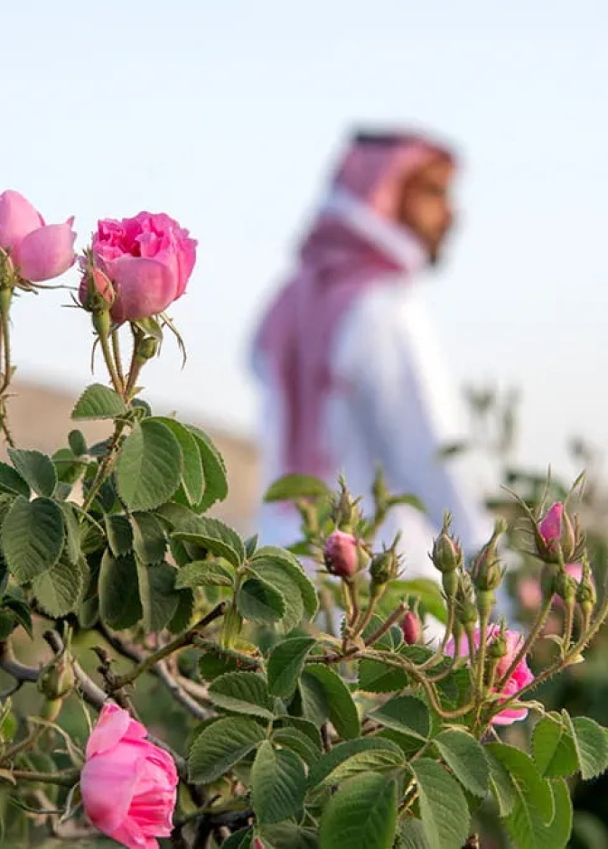 الطائف صديقة الغيم ومدينة الورود العطرية.. تعرفي عليها