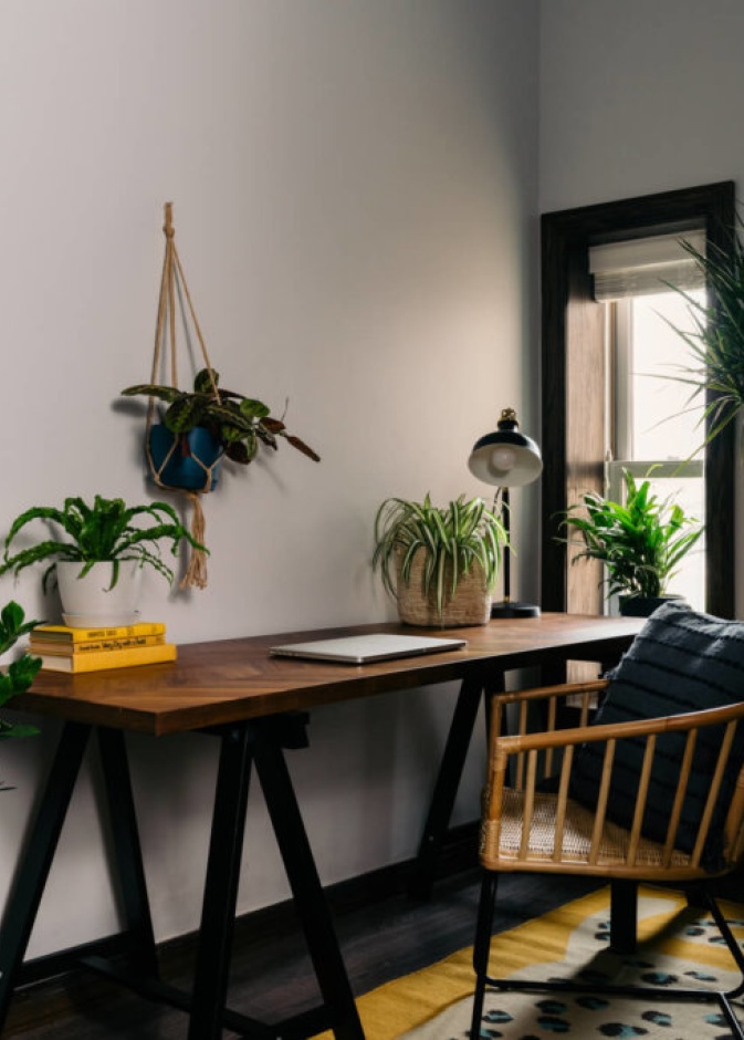 النباتات المنزلية تعمل على زيادة الإنتاجية