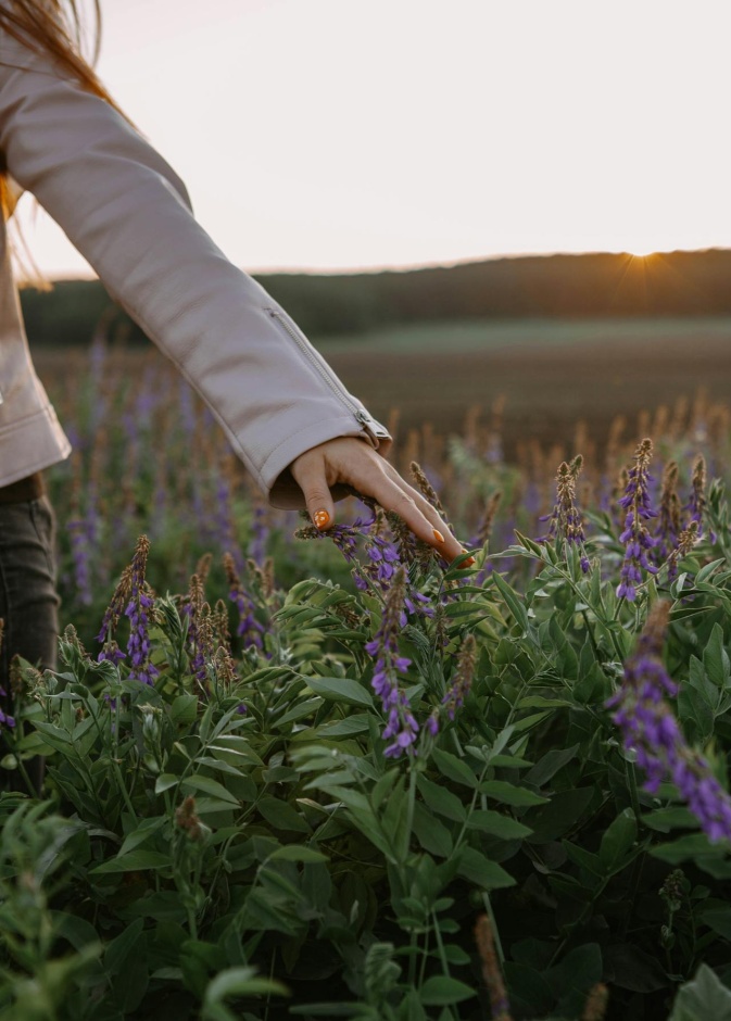 تعرفي إلى فوائد عشبة السنا مكي لصحة المرأة