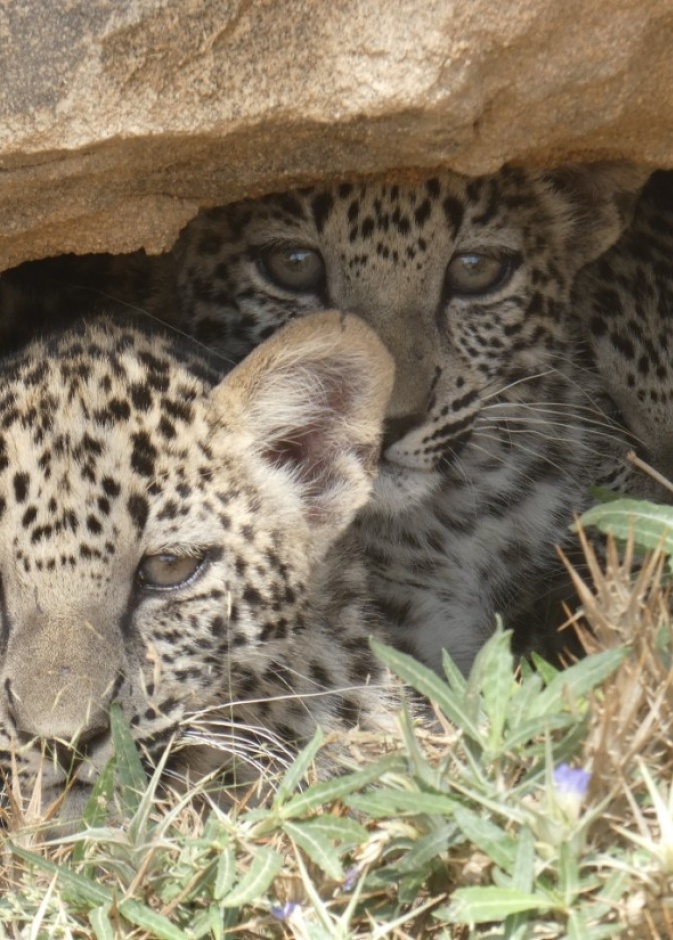 أعلنت الهيئة الملكية لمحافظة العلا عن ولادة ثلاثة توائم من هراميس نادرة للنمر العربي (ذكرين وأنثى)، وذلك بمركز إكثار النمر العربي التابع لها، في إنجاز بارز ضمن جهودها لحماية هذا النوع المهدد بالانقراض.