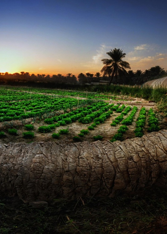 "مغرس".. جناح المملكة في "ترينالي ميلانو" يحتفي بالإرث الزراعي والثقافي السعودي