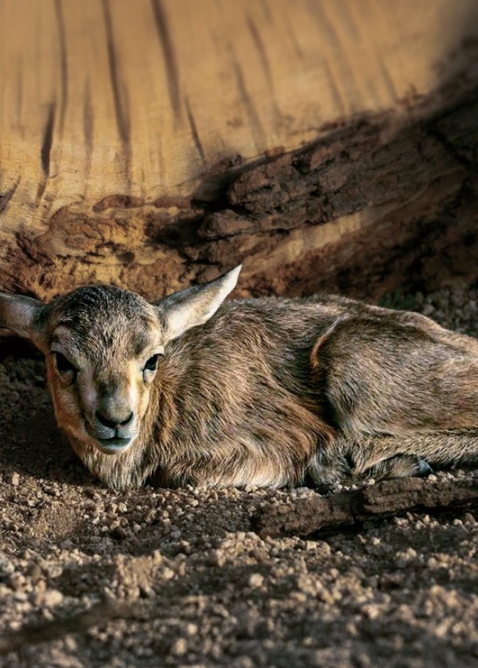 محمية الأمير محمد بن سلمان الملكية تحتفي بولادة أول ظبي رملي لموسم ربيع 2025