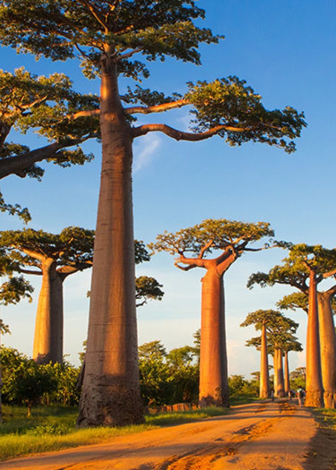 طريق الباوباب (Avenue of the Baobabs)