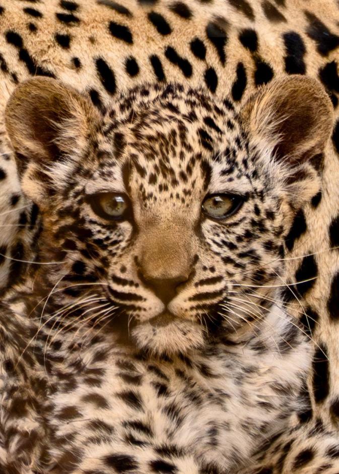 النمر العربي الإرث الطبيعي الساحر للمملكة في إطار رؤية السعودية